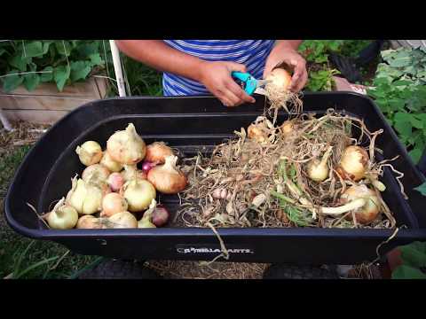 Growing Onion From Sets How To Grow Great Onions