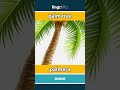 palm tree - palmera video thumbnail