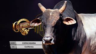 COPACABANA (Cia. Califórnia) - MELHOR TOURO / Rodeio da FENAMILHO 2026