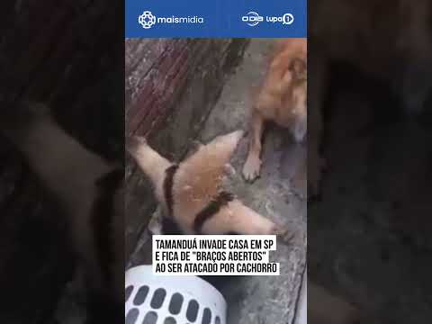 Tamanduá-mirim enfrenta cachorro ao invadir casa em Cajati