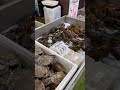 Early Morning Fish Run In London Fish Billingsgatefishmarket London