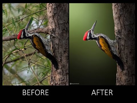 How to edit a bird photo/ Wildlife photo editing.