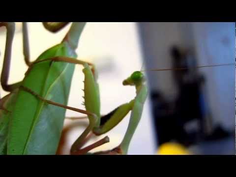 Giant Rainforest Mantis (Hierodula majuscula) mating