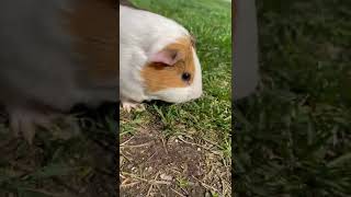 Abyssinian Guinea Pig Rodents Videos
