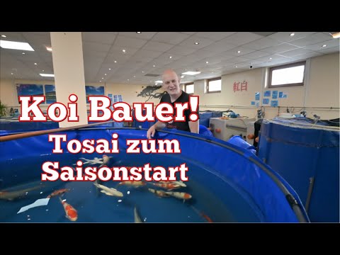 Visiting Koi Bauer! The new Tosai for the start of the season!