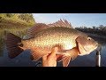 BOYNE RIVER MONSTER MANGROVE JACK, GLADSTONE KAYAK FISHING GROUP