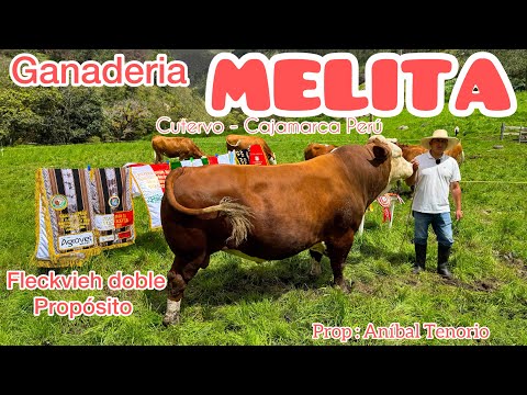 GANADERIA MELITA - crianza de fleckvieh doble propósito PDP - Cutervo Cajamarca Perú 