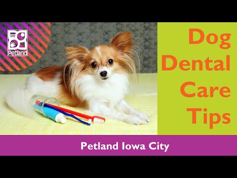 Dog Dental Care Tips