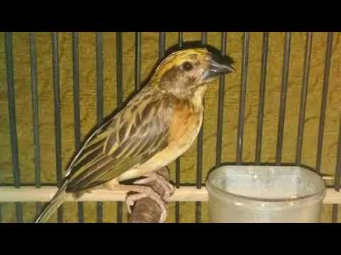 Manyar Novyj Trend Smotret Onlajn Na Sajte Trendovi Ru