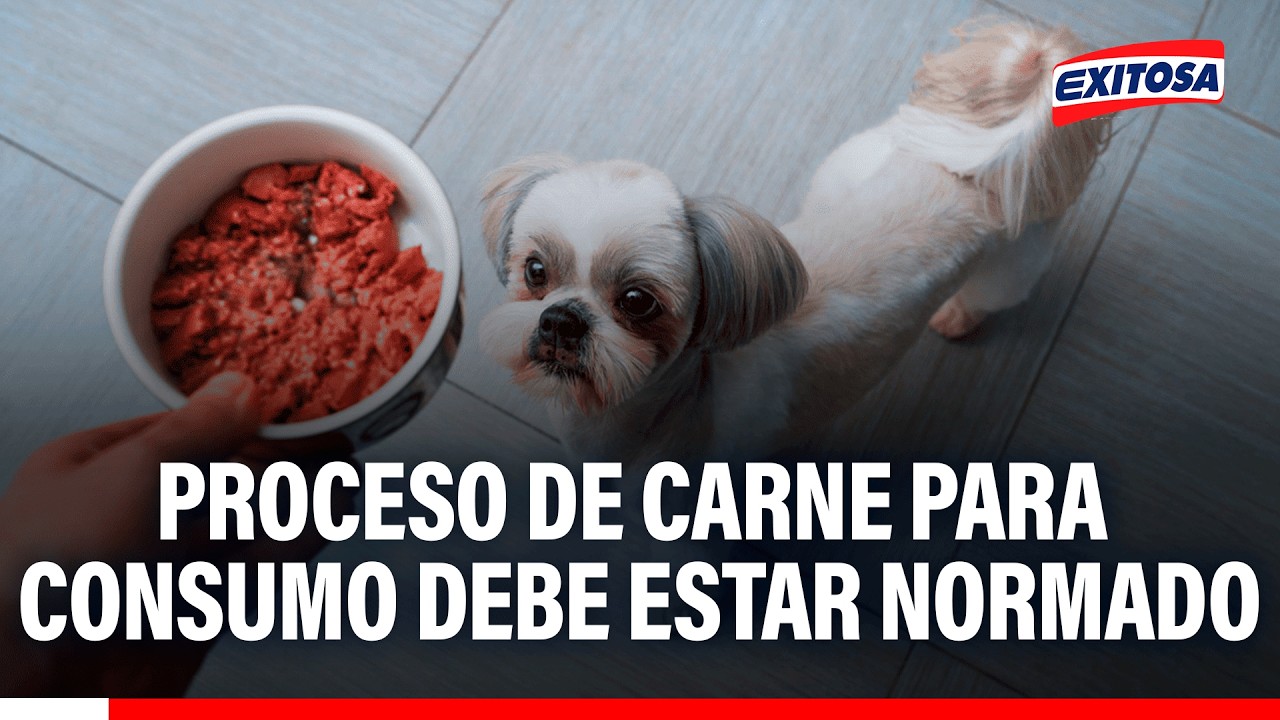 🔴🔵 Proceso de carne para consumo debe estar normado y tener un manejo humano, indica Rodrigo Rondón