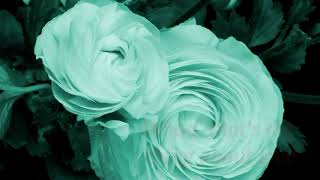 DON WILLIAMS/ That&#39;s the Thing about Love