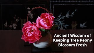 Ancient Wisdom of Keeping Tree Peony Blossom Fresh/先人の知恵　牡丹の花　水揚げ/古人如何给牡丹保鲜/Mudan Peonía