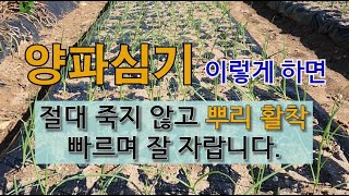 양파 심기 이렇게 하면 절대 죽지 않고 뿌리 활착 빠르며 잘 자랍니다. #주말농장  #양파 심는 시기 #양파…