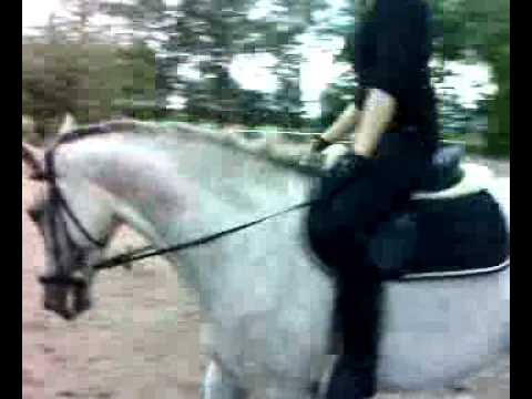 Dressuurclinic 19-08-2007