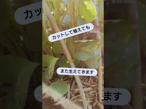  4月下旬の霜から植物を守るにはどうすればよいですか？若い植物を保存するための効果的な方法  庭園