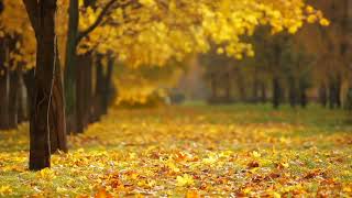 Novo Amor - Seneca [slowed + reverb]