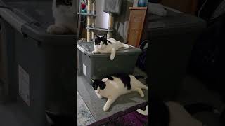 Bad boy 🙈😹 #foryou #cat #catlovers #funny #funnycats #tuxedocat #handsome #shorts