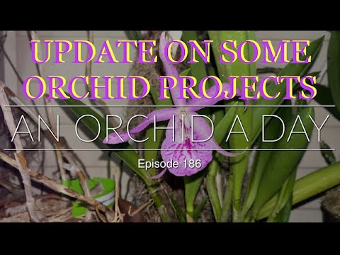 AN ORCHID A DAY EPISODE 186  I  UPDATE ON ORCHID PROJECTS #orchidgreenhouse