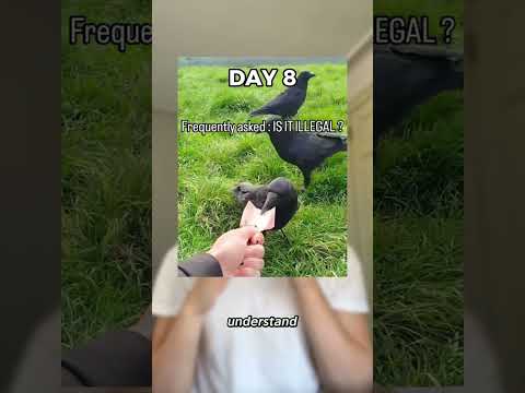 Using Crows To Get Rich!