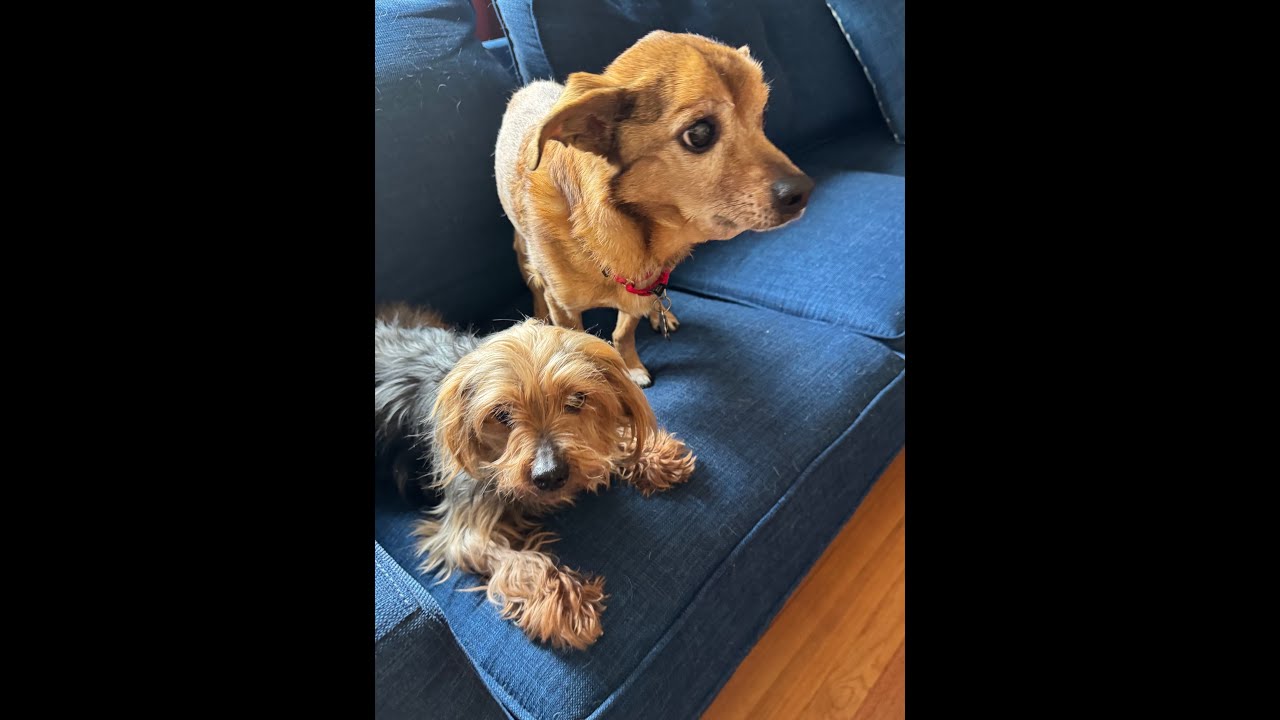 Enlarge Sunny, a ADOPTABLE mixed breed in Baldwin, MD video 3/3