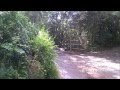 WDW Animal Kingdom Safari Clip Zebra Work