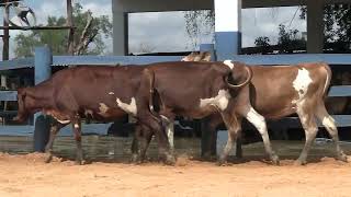 Vídeo 146 - 1ª ETAPA MEGA LIQUIDAÇÃO TOTAL AGROPECUÁRIA MARAJOARA - DIA 4 | GADO GIROLANDO E HOLANDÊS
