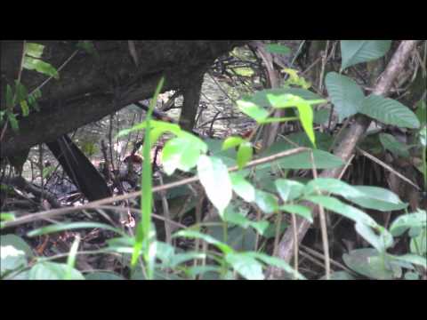 White spotted Flufftail