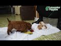 Cavapoo dogs for sale: Sammi - Video 1