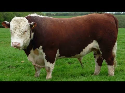 , title : 'Hereford Beef Cattle | Dependable Heritage Beef'