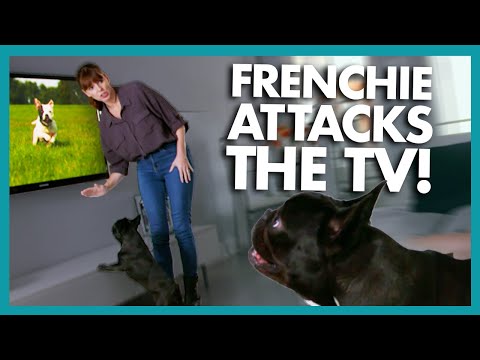 ¡Molly se lanza al televisor cada vez que ve un perro! | Soy yo o el perro