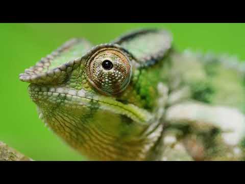 5K Madagascar Wildlife   Incredible Nature and Wildlife of Madagascar l SRT Media