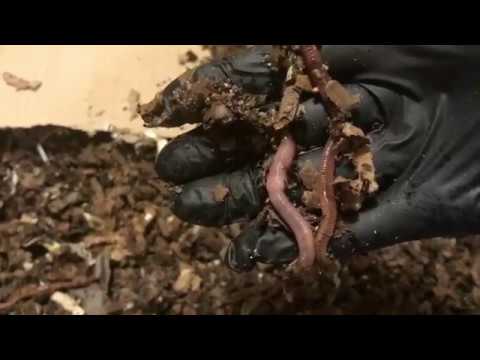 European Night Crawler Bin Update: More Cocoons!