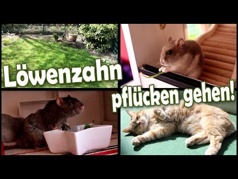 Für Ratten und Hamster Löwenzahn pflücken gehen | Vlog