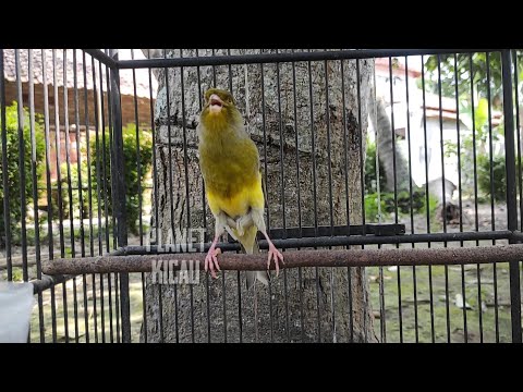 ベルギーカナリアの鳴き声を上達させる方法