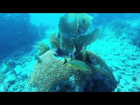 Reef Diving in Key West, Florida