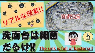 注意して!洗面台は細菌だらけ!!be careful! The sink is full of bacteria!!