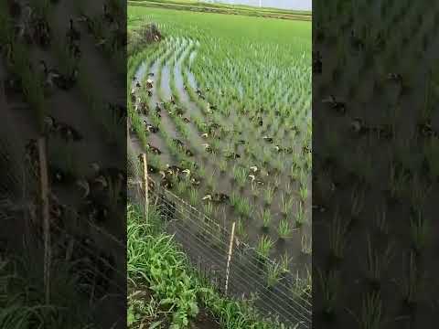 Great Idea Nature Fertilizer  And  Pest Control On The Rice Fields The  Ducks 😍 