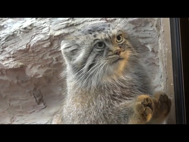 幸せな出会いの物語】絵画 やす ,原画,天使,虹,風景,猫,cat,樹木 幸せな出会いの物語】絵画 やす ,原画,天使,虹,風景,猫,cat,樹木