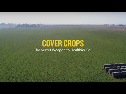Cover Crop Management: The Soil Savior | Golden Age