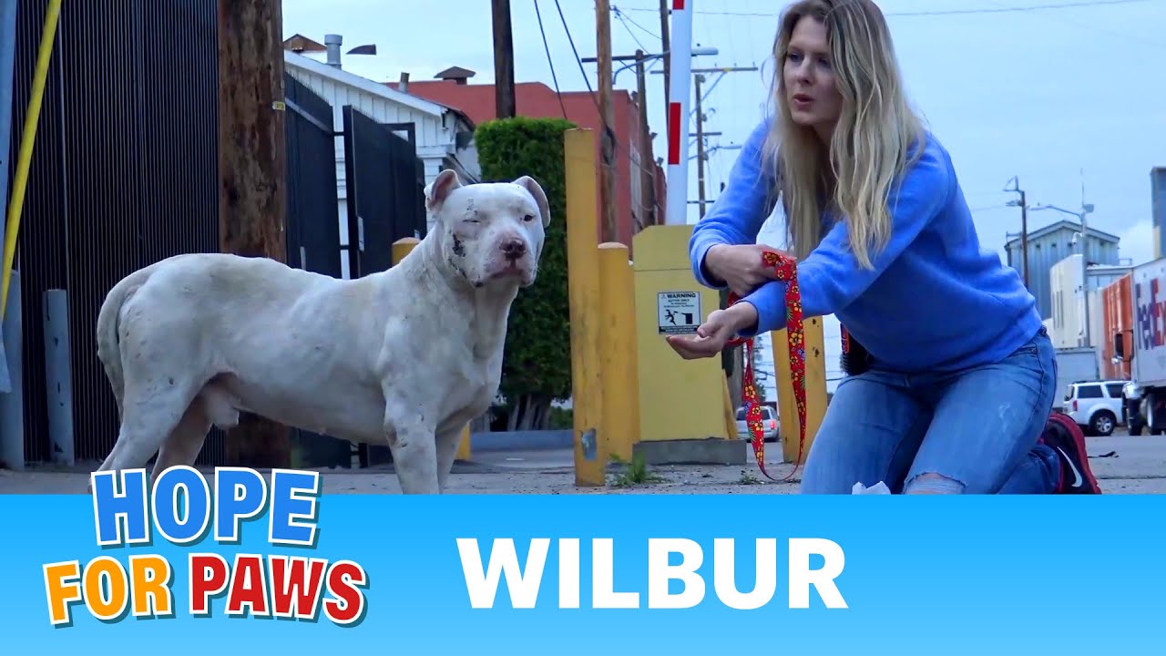 Homeless and abused, this Pit Bull didn't lose HOPE that something amazing will happen!