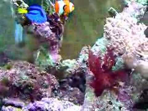 My aquarium (edmonton)