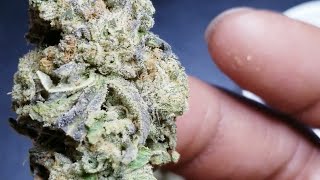 🍎🥧🍎🥧 APPLE COBBLER !!!!🥧🍎🥧🍎#strainreview #flower #cannabis #weed #rise #florida #exotic #asmr #zaza