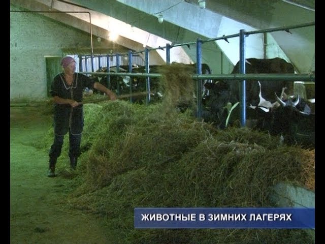 Настал сезон зимовки. 
