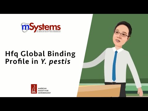 Hfq Global Binding Profile in Y. pestis