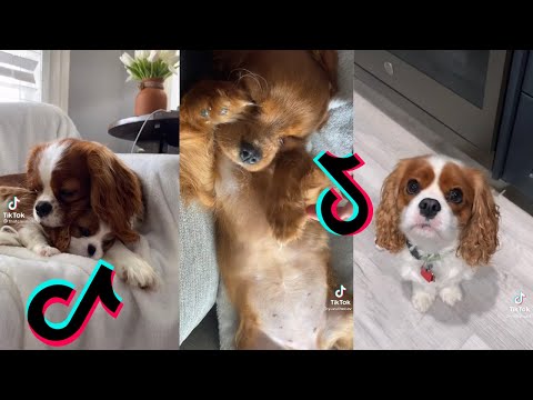 😍 Cutest Cavalier King Charles Spaniel Dog 😂 Funny and Cute Cavalier Puppies and Dogs Videos