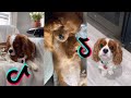 Cutest Cavalier King Charles Spaniel Dog Funny And Cute Cavalier Puppies And Dogs Videos