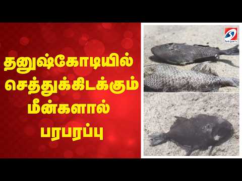 தனுஷ்கோடியில் செத்துக்கிடக்கும் மீன்களால் பரபரப்பு