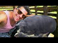 I Went To Feed My Fat Pig Village Life