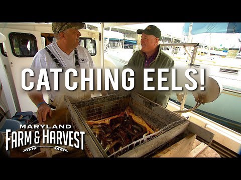 How to Catch (and eat) Eels! | Maryland Farm & Harvest
