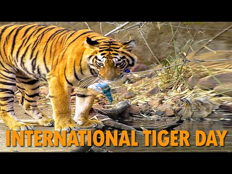 Abhinav Banerjee International Tiger Day